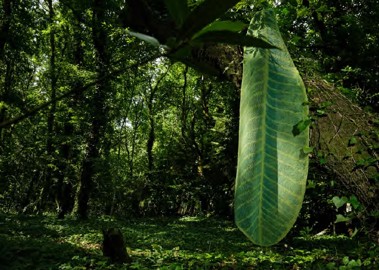 FEUILLE vannitoavaip, 100% puuvill, 65x185cm, värv roheline/ apple green
